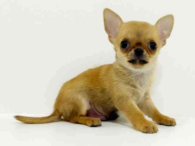 広島県のチワワ(スムース) (ひごペットフレンドリーフジグラン神辺店/2025年9月20日生まれ/男の子/レッド)の子犬の3枚目の画像