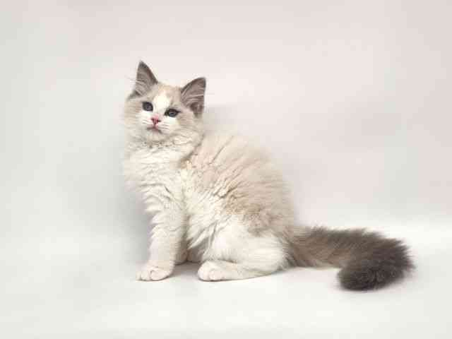 大阪府のラグドール (ひごペットフレンドリー泉ヶ丘店/2025年9月23日生まれ/女の子/ブルーポイントバイカラー)の子猫の3枚目の画像