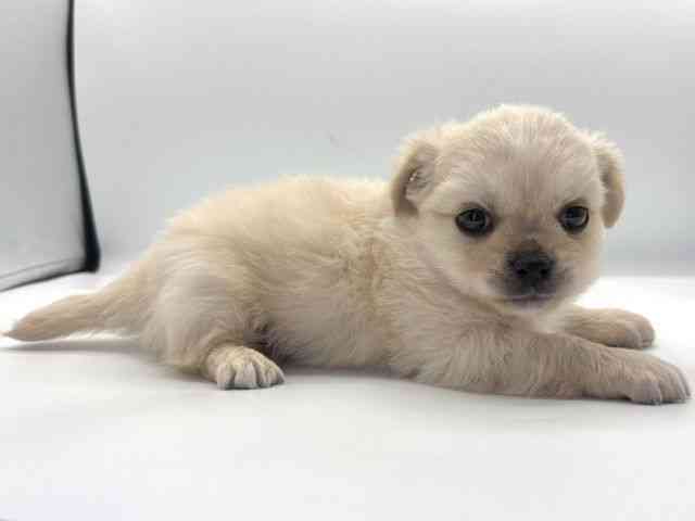 愛知県のチワペキ/ペキチー/ペキチワ(チワワ×ペキニーズ) (ひごペットフレンドリープライムツリー赤池店/2025年9月22日生まれ/男の子/クリーム)の子犬の3枚目の画像