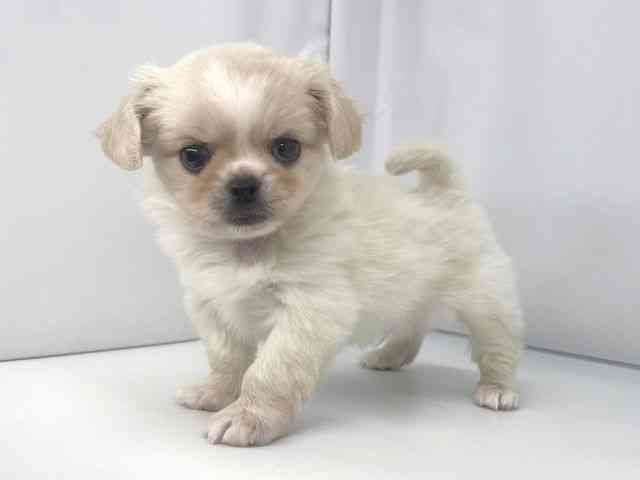 兵庫県のチワペキ/ペキチー/ペキチワ(チワワ×ペキニーズ) (ひごペットフレンドリーイオンタウン加古川店/2025年9月22日生まれ/男の子/クリーム)の子犬の3枚目の画像