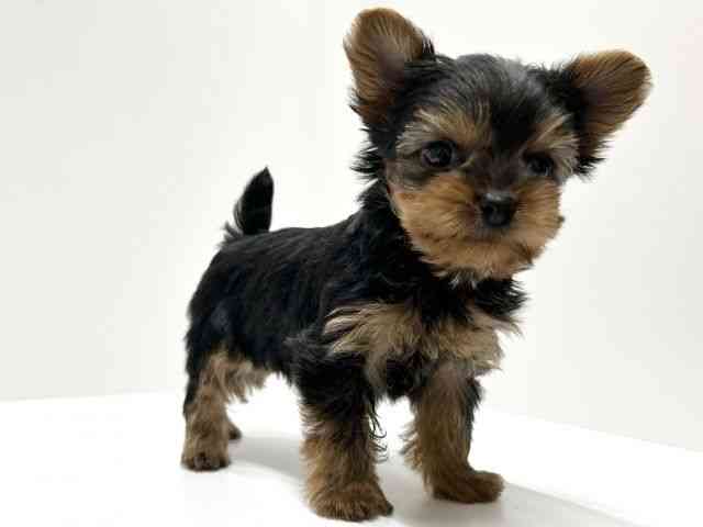 愛知県のヨークシャーテリア (ひごペットフレンドリーららぽーと名古屋みなとアクルス店/2025年9月22日生まれ/女の子/スチールブルータン)の子犬の3枚目の画像