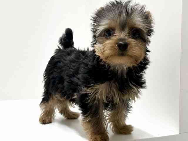 愛知県のヨークシャーテリア (ひごペットフレンドリーららぽーと名古屋みなとアクルス店/2025年9月22日生まれ/女の子/スチールブルータン)の子犬の3枚目の画像