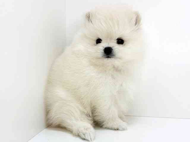 大阪府のポメラニアン (ひごペットフレンドリーいこらもーる泉佐野店/2025年9月23日生まれ/男の子/ホワイト)の子犬の3枚目の画像
