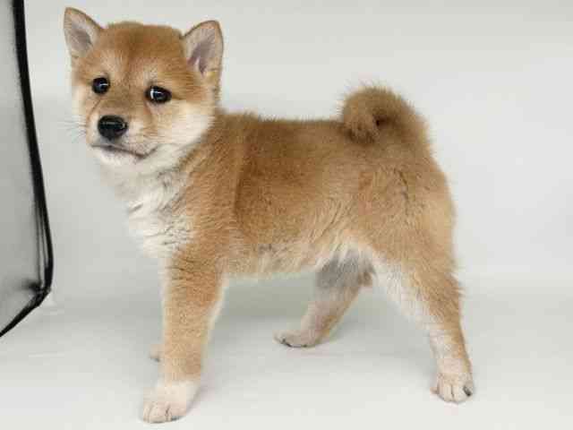 広島県の柴犬(標準サイズ) (ひごペットフレンドリーフジグラン神辺店/2025年9月23日生まれ/女の子/赤)の子犬の3枚目の画像