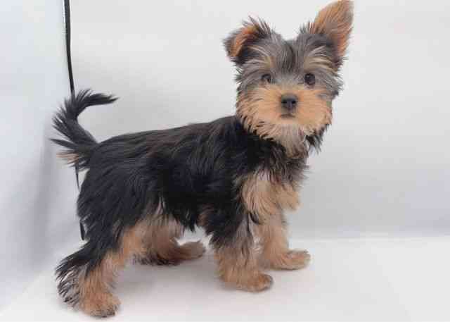 島根県のヨークシャーテリア (ひごペットフレンドリーイオン松江ショッピングセンター店/2025年9月21日生まれ/女の子/スチールブルータン)の子犬の3枚目の画像