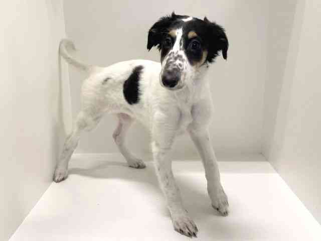 徳島県のボルゾイ (ひごペットフレンドリーゆめタウン徳島店/2025年9月22日生まれ/女の子/ホワイトブラックタン)の子犬の3枚目の画像