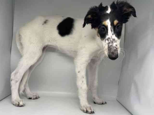 徳島県のボルゾイ (ひごペットフレンドリーゆめタウン徳島店/2025年9月22日生まれ/女の子/ホワイトブラックタン)の子犬の3枚目の画像