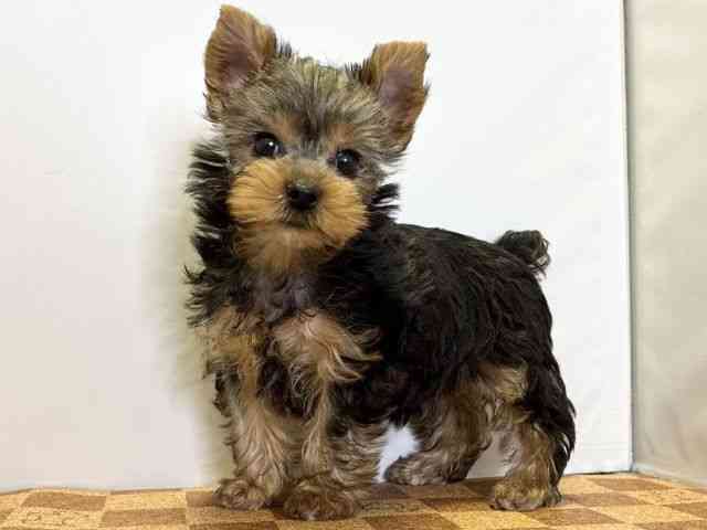 愛媛県のヨークシャーテリア (ひごペットフレンドリーエミフルMASAKI店/2025年9月22日生まれ/女の子/スチールブルータン)の子犬の3枚目の画像