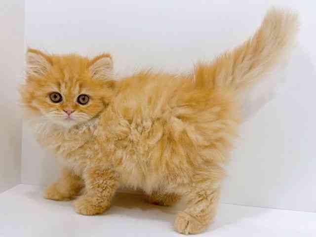 広島県のエキゾチック (ひごペットフレンドリーフジグラン神辺店/2025年9月22日生まれ/女の子/レッドスポッテッドタビー)の子猫の3枚目の画像