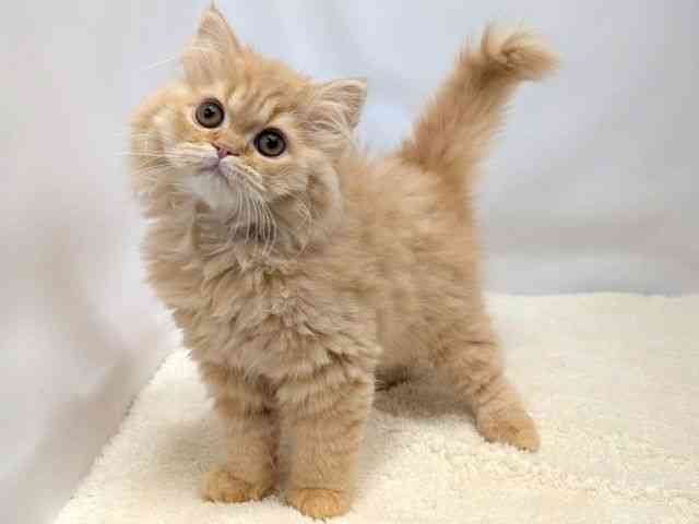 広島県のエキゾチック (ひごペットフレンドリーゆめタウン廿日市店/2025年9月22日生まれ/女の子/レッドスポッテッドタビー)の子猫の3枚目の画像