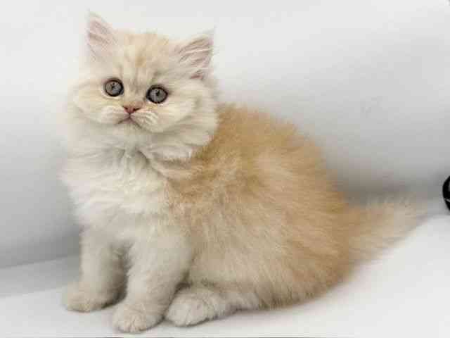 大阪府のエキゾチック (ひごペットフレンドリーららぽーとEXPOCITY店/2025年9月22日生まれ/男の子/クリームマッカレルタビーホワイト)の子猫の3枚目の画像