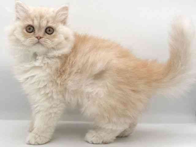 大阪府のエキゾチック (ひごペットフレンドリーイオンそよら海老江店/2025年9月22日生まれ/男の子/クリームマッカレルタビーホワイト)の子猫の3枚目の画像