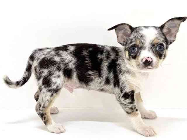 広島県のチワワ(スムース) (ひごペットフレンドリーフジグラン神辺店/2025年9月22日生まれ/男の子/ブルーマールホワイト)の子犬の3枚目の画像