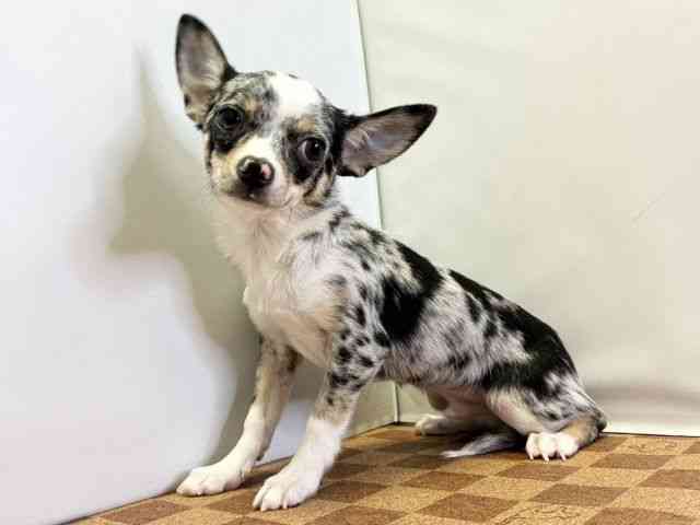 愛媛県のチワワ(スムース) (ひごペットフレンドリーエミフルMASAKI店/2025年9月22日生まれ/男の子/ブルーマールホワイト)の子犬の3枚目の画像