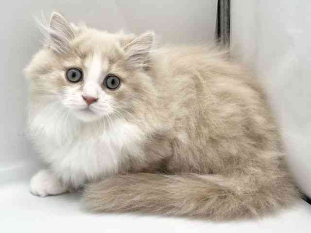 京都府のミヌエット (ひごペットフレンドリー京都店/2025年9月23日生まれ/男の子/クリームタビーホワイト)の子猫の3枚目の画像