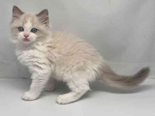京都府のラグドール (ひごペットフレンドリー洛北阪急スクエア店/2025年9月24日生まれ/女の子/ブルーポイントバイカラー)の子猫の3枚目の画像