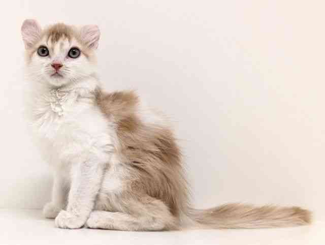 福岡県のアメリカンカール (ひごペットフレンドリーリバーウォーク北九州店/2025年9月12日生まれ/男の子/カメオタビーホワイト)の子猫の3枚目の画像