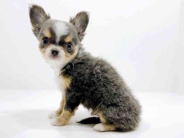 広島県のチワワ(ロング) (ひごペットフレンドリーフジグラン神辺店/2025年9月23日生まれ/男の子/ブルータンホワイト)の子犬の3枚目の画像