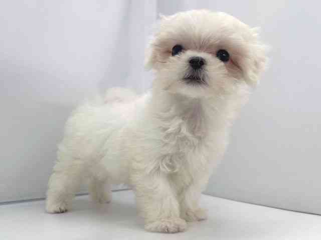 香川県のマルチーズ (ひごペットフレンドリーゆめタウン高松店/2025年9月22日生まれ/女の子/ホワイト)の子犬の3枚目の画像