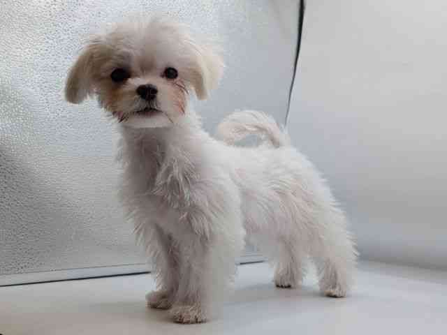 香川県のマルチーズ (ひごペットフレンドリーゆめタウン高松店/2025年9月22日生まれ/女の子/ホワイト)の子犬の3枚目の画像
