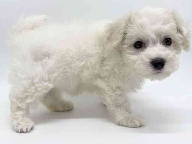 大阪府のビションフリーゼ (ひごペットフレンドリー泉ヶ丘店/2025年9月24日生まれ/男の子/ホワイト)の子犬の3枚目の画像