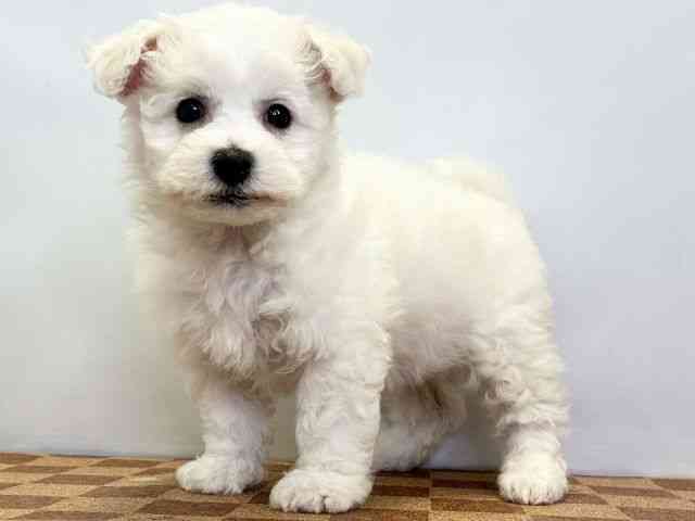 愛媛県のビションフリーゼ (ひごペットフレンドリーエミフルMASAKI店/2025年9月24日生まれ/女の子/ホワイト)の子犬の3枚目の画像