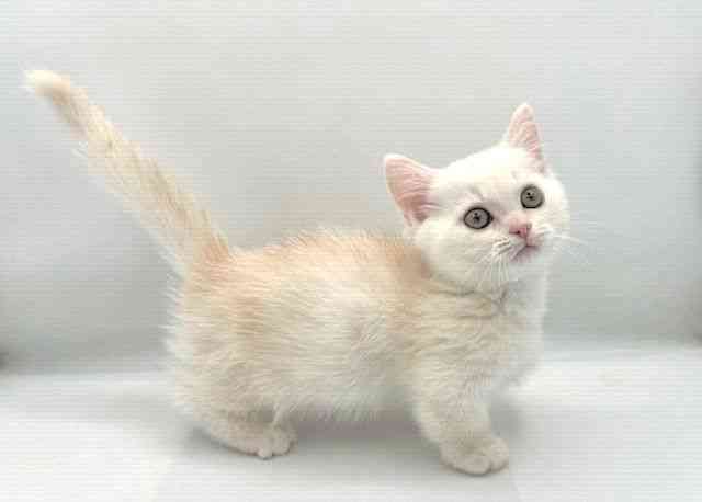 島根県のミヌエット (ひごペットフレンドリーイオン松江ショッピングセンター店/2025年9月24日生まれ/男の子/レッドホワイト)の子猫の3枚目の画像