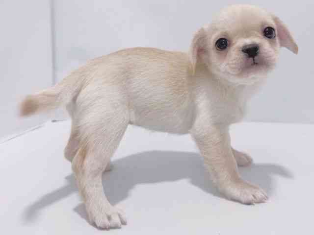 大阪府のハーフ犬・ミックス犬 (ひごペットフレンドリーイズミヤショッピングセンター千里丘店/2025年9月22日生まれ/女の子/クリーム)の子犬の3枚目の画像