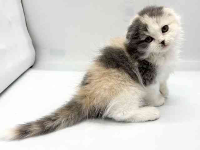 京都府のスコティッシュフォールド (ひごペットフレンドリー京都店/2025年9月24日生まれ/女の子/ブルーパッチドタビ－＆ホワイト)の子猫の3枚目の画像