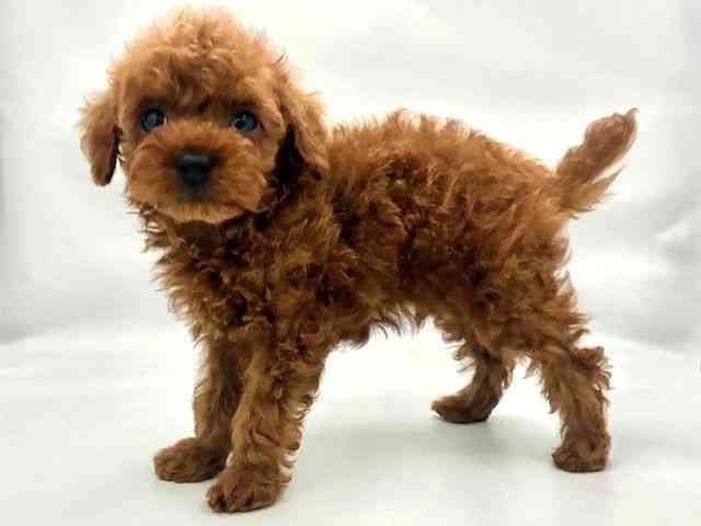 大阪府のトイプードル(トイ) (ひごペットフレンドリー東淀川店/2025年9月24日生まれ/男の子/レッド)の子犬の3枚目の画像