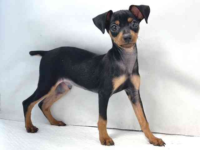 大阪府のミニチュアピンシャー (ひごペットフレンドリー堺プラットプラット店/2025年9月24日生まれ/男の子/ブラックタン)の子犬の3枚目の画像