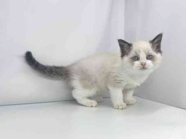 兵庫県のラグドール (ひごペットフレンドリーイオンタウン加古川店/2025年9月23日生まれ/男の子/シールポイントバイカラー)の子猫の3枚目の画像