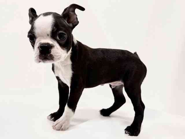 奈良県のボストンテリア (ひごペットフレンドリーイオンモール橿原ウエスト・ビレッジ店/2025年9月23日生まれ/男の子/ボストンカラー)の子犬の3枚目の画像