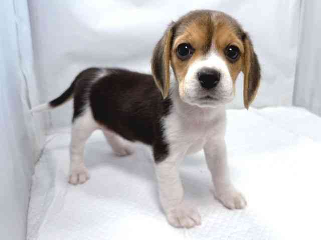 大阪府のビーグル (ひごペットフレンドリー堺プラットプラット店/2025年9月23日生まれ/女の子/ブラックホワイトタン)の子犬の3枚目の画像