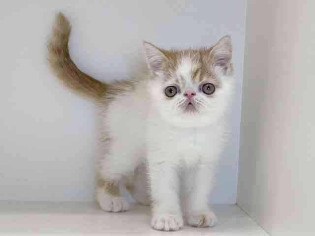 兵庫県のエキゾチック (ひごペットフレンドリーイトーヨーカドー明石店/2025年9月20日生まれ/男の子/ホワイトレッドタビー)の子猫の3枚目の画像