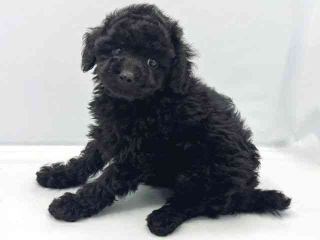 広島県のトイプードル(トイ) (ひごペットフレンドリーフジグラン神辺店/2025年9月25日生まれ/女の子/ブラック)の子犬の3枚目の画像