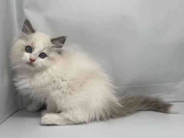 京都府のラグドール (ひごペットフレンドリー洛北阪急スクエア店/2025年9月18日生まれ/男の子/ブルーポイントバイカラー)の子猫の3枚目の画像