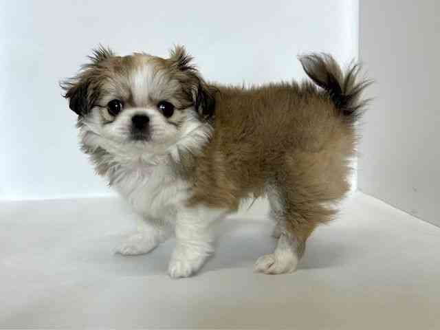 大阪府のチワペキ/ペキチー/ペキチワ(チワワ×ペキニーズ) (ひごペットフレンドリーアクロスプラザ住之江店/2025年9月25日生まれ/男の子/パーティーカラー)の子犬の3枚目の画像