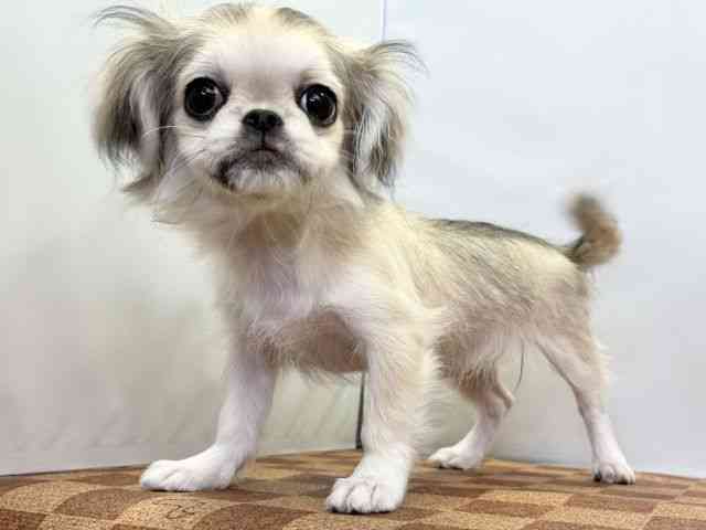 愛媛県のチワペキ/ペキチー/ペキチワ(チワワ×ペキニーズ) (ひごペットフレンドリーエミフルMASAKI店/2025年9月25日生まれ/女の子/パーティーカラー)の子犬の3枚目の画像