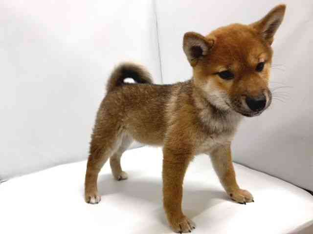 奈良県の柴犬(標準サイズ) (ひごペットフレンドリー奈良パワーシティ店/2025年9月27日生まれ/女の子/赤)の子犬の3枚目の画像