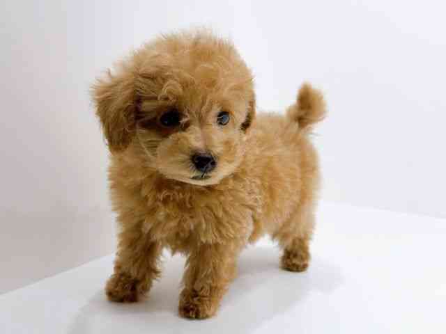 広島県のトイプードル(トイ) (ひごペットフレンドリーフジグラン神辺店/2025年9月26日生まれ/女の子/レッド)の子犬の3枚目の画像