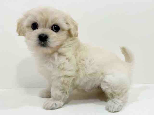 広島県のペキプー(ペキニーズ×プードル) (ひごペットフレンドリーフジグラン神辺店/2025年9月27日生まれ/女の子/ホワイト)の子犬の3枚目の画像