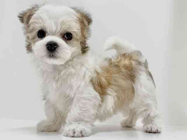 奈良県のチワマル/マルチワ(チワワ×マルチーズ) (ひごペットフレンドリーイオンモール橿原ウエスト・ビレッジ店/2025年9月25日生まれ/男の子/パーティーカラー)の子犬の3枚目の画像