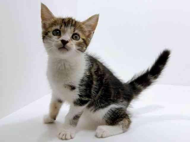 広島県のアメリカンショートヘアー (ひごペットフレンドリーフジグラン神辺店/2025年9月28日生まれ/女の子/ブラウンタビーホワイト)の子猫の3枚目の画像