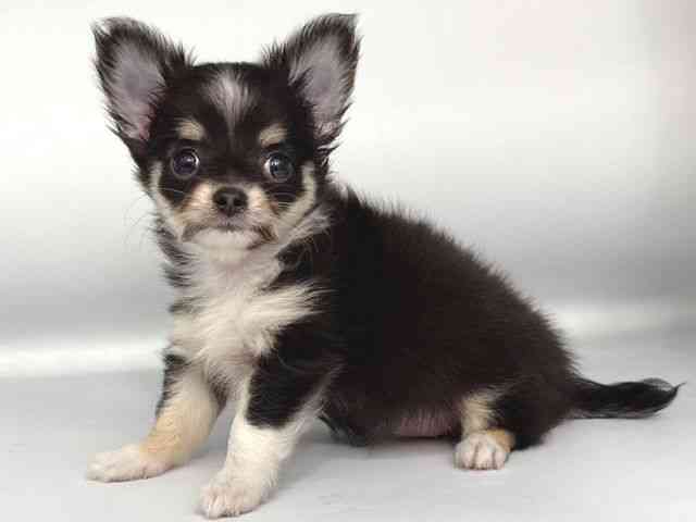 大阪府のチワワ(ロング) (ひごペットフレンドリー岸和田店/2025年9月26日生まれ/女の子/ブラックタンホワイト)の子犬の3枚目の画像