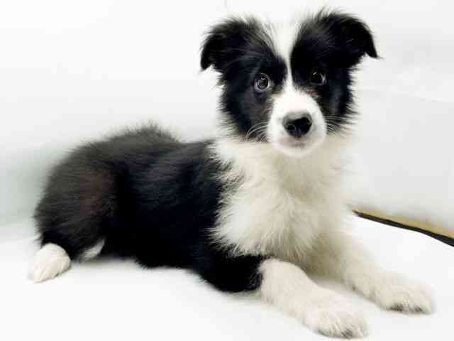 兵庫県のボーダーコリー (ひごペットフレンドリーコロワ甲子園店/2025年9月28日生まれ/女の子/ブラックホワイト)の子犬の3枚目の画像