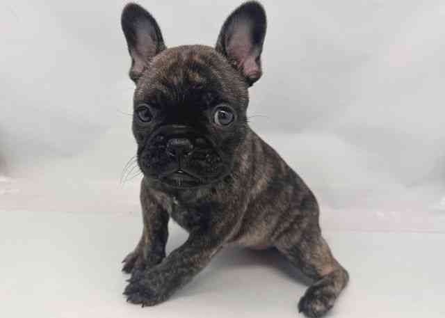 鳥取県のフレンチブルドッグ (ひごペットフレンドリーイオンモール鳥取北店/2025年9月27日生まれ/女の子/タイガーブリンドル)の子犬の3枚目の画像