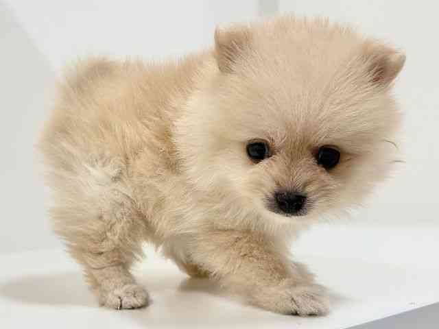 奈良県のポメラニアン (ひごペットフレンドリーイオンモール橿原ウエスト・ビレッジ店/2025年9月26日生まれ/女の子/クリーム)の子犬の3枚目の画像