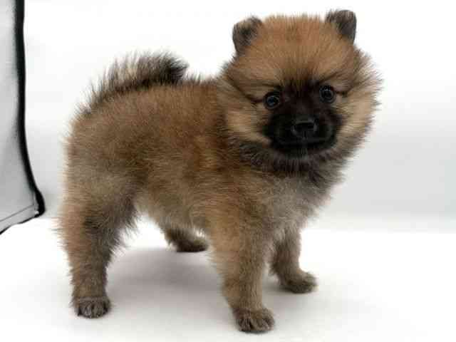 大阪府のポメラニアン (ひごペットフレンドリーイオンそよら海老江店/2025年9月26日生まれ/女の子/オレンジ)の子犬の3枚目の画像