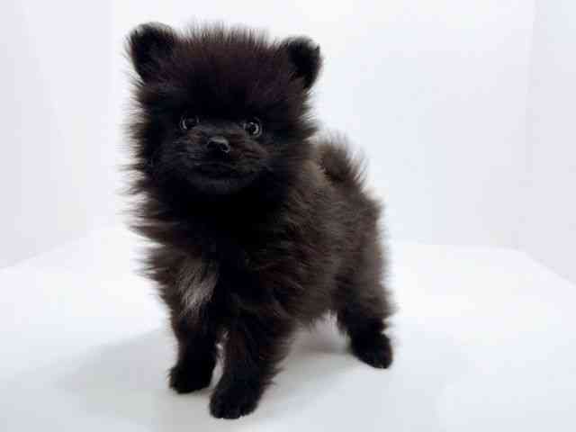 広島県のポメラニアン (ひごペットフレンドリーフジグラン神辺店/2025年9月26日生まれ/男の子/ブラック)の子犬の3枚目の画像